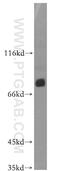 Integrator Complex Subunit 13 antibody, 19892-1-AP, Proteintech Group, Western Blot image 