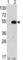 Autophagy Related 4C Cysteine Peptidase antibody, abx030026, Abbexa, Western Blot image 