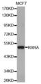 Retinoid X Receptor Alpha antibody, MBS129323, MyBioSource, Western Blot image 