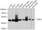 Tubulin Gamma 1 antibody, 13-760, ProSci, Western Blot image 