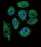 Ribonuclease A Family Member 3 antibody, abx027465, Abbexa, Immunofluorescence image 