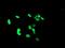 PHD Finger Protein 7 antibody, MA5-26056, Invitrogen Antibodies, Immunocytochemistry image 