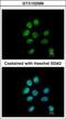 Zinc Finger Protein 143 antibody, GTX102569, GeneTex, Immunofluorescence image 
