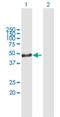 ADP Ribosylation Factor Like GTPase 6 Interacting Protein 4 antibody, H00051329-B01P, Novus Biologicals, Western Blot image 