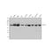 Wnt Family Member 8A antibody, A08392-2, Boster Biological Technology, Western Blot image 