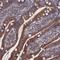 Spermatogenesis Associated 13 antibody, NBP1-90849, Novus Biologicals, Immunohistochemistry frozen image 