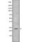 Claudin 9 antibody, abx149389, Abbexa, Western Blot image 