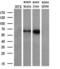 Coronin 1B antibody, MA5-25212, Invitrogen Antibodies, Western Blot image 