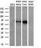 Coronin 1B antibody, MA5-25212, Invitrogen Antibodies, Western Blot image 