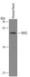 Blood Vessel Epicardial Substance antibody, AF4986, R&D Systems, Western Blot image 