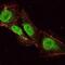 POU Class 5 Homeobox 1 antibody, NBP1-51664, Novus Biologicals, Immunocytochemistry image 