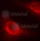 Cofilin 1 antibody, AP0178, ABclonal Technology, Immunofluorescence image 