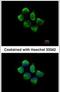 Sorting Nexin 12 antibody, PA5-21774, Invitrogen Antibodies, Immunofluorescence image 