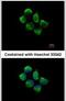 Sorting nexin-12 antibody, PA5-21774, Invitrogen Antibodies, Immunofluorescence image 