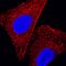 Tumor Protein, Translationally-Controlled 1 antibody, MAB4648, R&D Systems, Immunocytochemistry image 