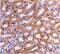 Interferon Regulatory Factor 3 antibody, PA5-20086, Invitrogen Antibodies, Immunohistochemistry paraffin image 