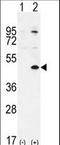 TGFB Induced Factor Homeobox 1 antibody, LS-C161834, Lifespan Biosciences, Western Blot image 