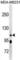 RB Transcriptional Corepressor Like 1 antibody, abx030987, Abbexa, Western Blot image 