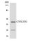 Cysteinyl Leukotriene Receptor 1 antibody, LS-C291847, Lifespan Biosciences, Western Blot image 