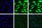 Proteasome Activator Subunit 3 antibody, 700180, Invitrogen Antibodies, Immunofluorescence image 