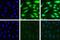 Proteasome Activator Subunit 3 antibody, 700180, Invitrogen Antibodies, Immunofluorescence image 