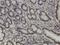 Tripartite Motif Containing 28 antibody, H00010155-M01, Novus Biologicals, Immunohistochemistry frozen image 