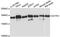 Dynactin Subunit 1 antibody, MBS126334, MyBioSource, Western Blot image 
