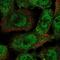 Hyaluronan Binding Protein 4 antibody, NBP2-30907, Novus Biologicals, Immunocytochemistry image 