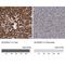 Aldehyde Dehydrogenase 5 Family Member A1 antibody, NBP1-86996, Novus Biologicals, Immunohistochemistry paraffin image 