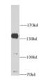Autophagy And Beclin 1 Regulator 1 antibody, FNab00356, FineTest, Western Blot image 