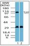 Toll Like Receptor 7 antibody, AP23604PU-N, Origene, Western Blot image 