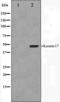 Keratin 17 antibody, orb224505, Biorbyt, Western Blot image 