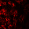 Transmembrane Protein 106B antibody, 6783, ProSci, Immunofluorescence image 