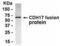 Cadherin 17 antibody, XW-8166, ProSci, Western Blot image 