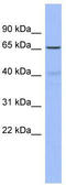 Frizzled-2 antibody, TA344058, Origene, Western Blot image 