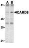 Caspase recruitment domain-containing protein 8 antibody, orb74512, Biorbyt, Western Blot image 