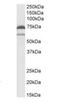 Prostaglandin-Endoperoxide Synthase 1 antibody, NB100-867, Novus Biologicals, Western Blot image 