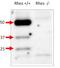 RASD Family Member 2 antibody, GTX47859, GeneTex, Western Blot image 