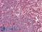 Transcription Factor 12 antibody, LS-B10267, Lifespan Biosciences, Immunohistochemistry frozen image 