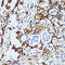 Ribosomal Protein L6 antibody, 19-915, ProSci, Immunohistochemistry frozen image 