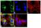 Ephrin B1 antibody, 37-8100, Invitrogen Antibodies, Immunofluorescence image 
