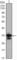 Cyclin Dependent Kinase 1 antibody, abx011637, Abbexa, Western Blot image 