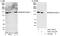 WD Repeat And HMG-Box DNA Binding Protein 1 antibody, A301-141A, Bethyl Labs, Western Blot image 