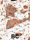 Gap Junction Protein Alpha 3 antibody, 58-175, ProSci, Immunohistochemistry paraffin image 