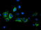 Glycine amidinotransferase, mitochondrial antibody, TA503147, Origene, Immunofluorescence image 