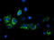 Glycine Amidinotransferase antibody, TA503147, Origene, Immunofluorescence image 