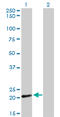 Cytochrome C Oxidase Subunit 4I2 antibody, LS-C105191, Lifespan Biosciences, Western Blot image 