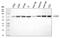 ADAM Metallopeptidase Domain 9 antibody, A03074-2, Boster Biological Technology, Western Blot image 