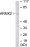 Armadillo Repeat Containing X-Linked 2 antibody, EKC1859, Boster Biological Technology, Western Blot image 