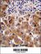 Psoriasis Susceptibility 1 Candidate 1 antibody, 56-912, ProSci, Immunohistochemistry frozen image 